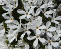 carpet or Hood''s phlox (<em>Phlox hoodii</em>)