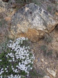 carpet or Hood''s phlox (<em>Phlox hoodii</em>)