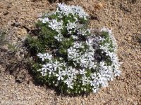carpet or Hood''s phlox (<em>Phlox caespitosa</em>)