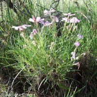 longleaf phlox (<em>Phlox longifolia</em>)