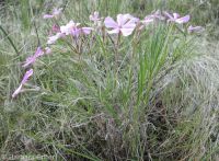 longleaf phlox (<em>Phlox longifolia</em>)