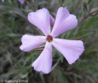 longleaf phlox (<em>Phlox longifolia</em>)