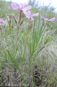 longleaf phlox (<em>Phlox longifolia</em>)