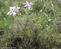 longleaf phlox (<em>Phlox longifolia</em>)