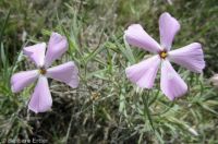 longleaf phlox (<em>Phlox longifolia</em>)