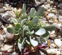 western bladderpod (<em>Physaria occidentalis</em>)