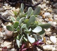 western bladderpod (<em>Physaria occidentalis</em>)