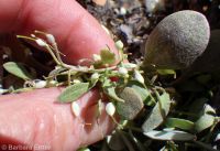 western bladderpod (<em>Physaria occidentalis</em>)