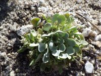 western bladderpod (<em>Physaria occidentalis</em>)