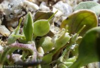 western bladderpod (<em>Physaria occidentalis</em>)