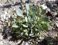 western bladderpod (<em>Physaria occidentalis</em>)