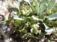 western bladderpod (<em>Physaria occidentalis</em>)