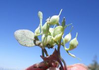 western bladderpod (<em>Physaria occidentalis</em>)