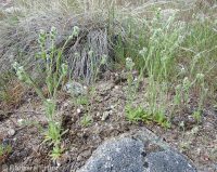 Cross-seed or slender popcorn-flower (<em>Plagiobothrys tenellus</em>)