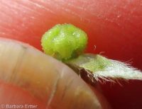 cross-seed or slender popcorn-flower (<em>Plagiobothrys tenellus</em>)