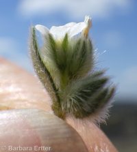 cross-seed or slender popcorn-flower (<em>Plagiobothrys tenellus</em>)