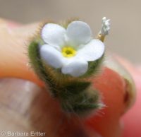 cross-seed or slender popcorn-flower (<em>Plagiobothrys tenellus</em>)