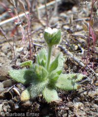 cross-seed or slender popcorn-flower (<em>Plagiobothrys tenellus</em>)