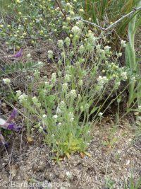 cross-seed or slender popcorn-flower (<em>Plagiobothrys tenellus</em>)