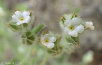cross-seed or slender popcorn-flower (<em>Plagiobothrys tenellus</em>)