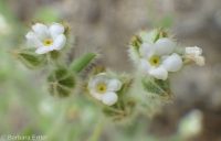 cross-seed or slender popcorn-flower (<em>Plagiobothrys tenellus</em>)