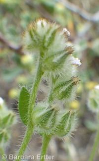 cross-seed or slender popcorn-flower (<em>Plagiobothrys tenellus</em>)