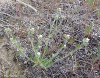 cross-seed or slender popcorn-flower (<em>Plagiobothrys tenellus</em>)