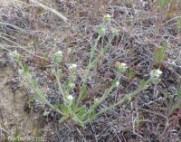 cross-seed or slender popcorn-flower (<em>Plagiobothrys tenellus</em>)