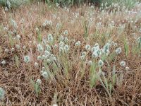 woolly plantain, Indian-wheat (<em>Plantago patagonica</em>)