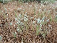woolly plantain, Indian-wheat (<em>Plantago patagonica</em>)