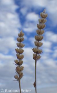woolly plantain, Indian-wheat (<em>Plantago patagonica</em>)