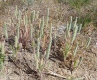 woolly plantain, Indian-wheat (<em>Plantago patagonica</em>)