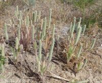 woolly plantain, Indian-wheat (<em>Plantago patagonica</em>)
