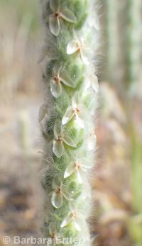 woolly plantain, Indian-wheat (<em>Plantago patagonica</em>)