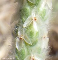 woolly plantain, Indian-wheat (<em>Plantago patagonica</em>)
