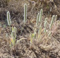 woolly plantain, Indian-wheat (<em>Plantago patagonica</em>)