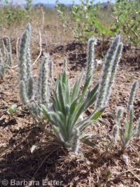 woolly plantain, Indian-wheat (<em>Plantago patagonica</em>)