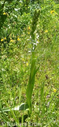 white or longspur bog orchid (<em>Platanthera dilatata var. leucostachys</em>)