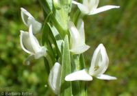 white or longspur bog orchid (<em>Platanthera dilatata var. leucostachys</em>)