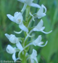 white or longspur bog orchid (<em>Platanthera dilatata var. leucostachys</em>)