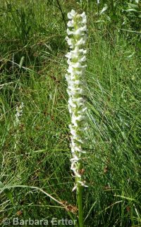 white or longspur bog orchid (<em>Platanthera dilatata var. leucostachys</em>)
