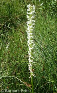 white or longspur bog orchid (<em>Platanthera dilatata var. leucostachys</em>)