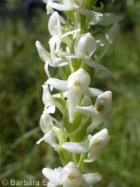 white or longspur bog orchid (<em>Platanthera dilatata var. leucostachys</em>)
