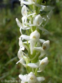 white or longspur bog orchid (<em>Platanthera dilatata var. leucostachys</em>)