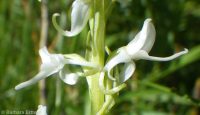white or longspur bog orchid (<em>Platanthera dilatata var. leucostachys</em>)