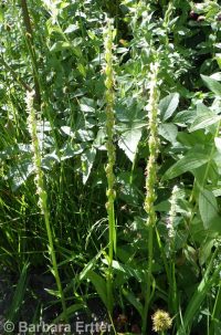 white or longspur bog orchid (<em>Platanthera dilatata var. leucostachys</em>)