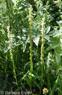 white or longspur bog orchid (<em>Platanthera dilatata var. leucostachys</em>)