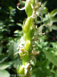white or longspur bog orchid (<em>Platanthera dilatata var. leucostachys</em>)