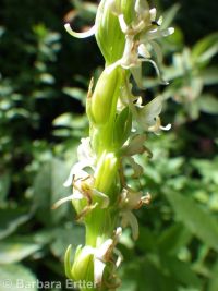 white or longspur bog orchid (<em>Platanthera dilatata var. leucostachys</em>)