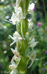 white or longspur bog orchid (<em>Platanthera dilatata var. leucostachys</em>)